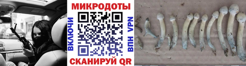 где продают   Холмск  Псилоцибиновые грибы Psilocybe 